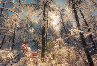 High key landscape snow photography of the New Jersey Pinelands