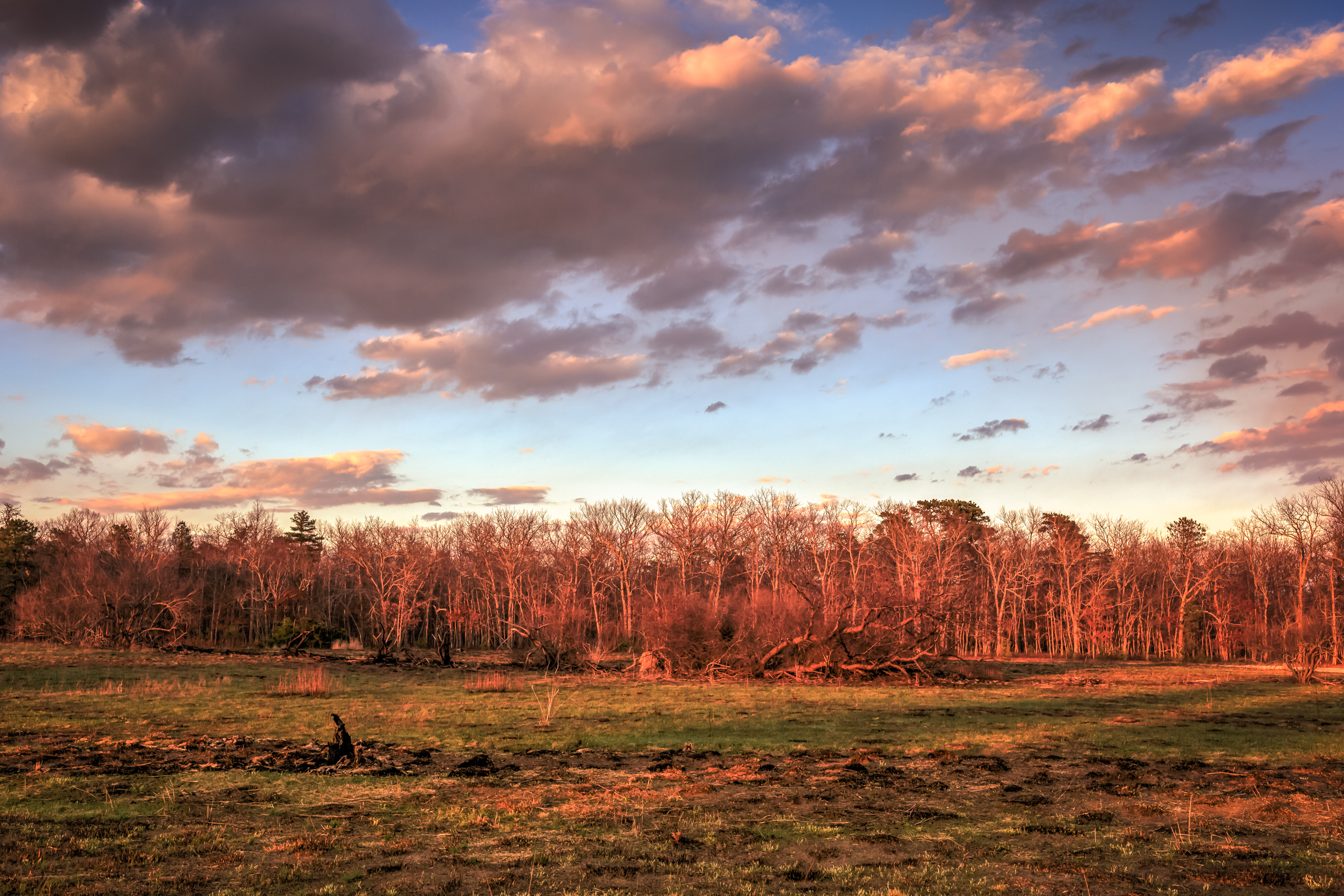 Golden hour landscape photograph made over a freshly cleared grove at Stafford Forge