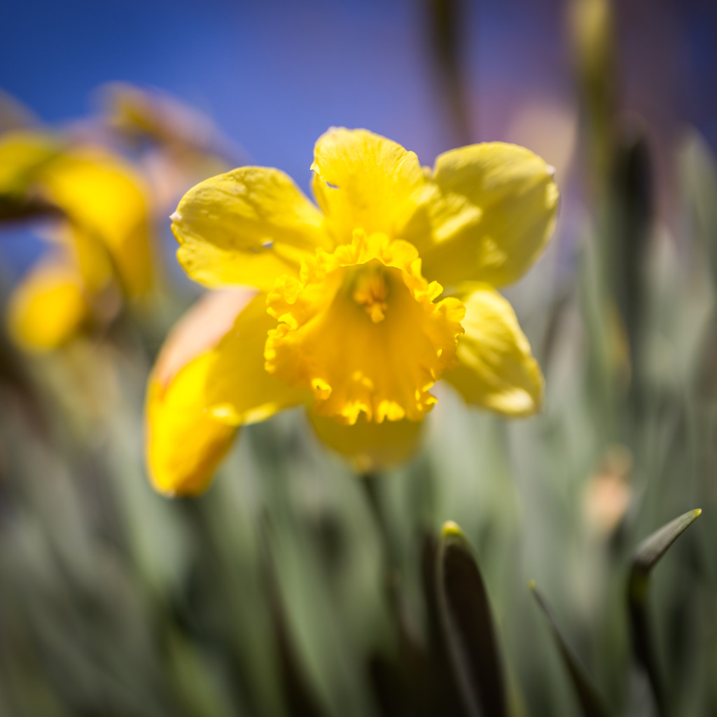 Square format photograph of a freshly bloomed daffodil