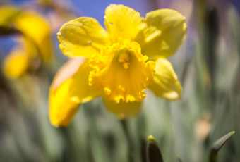 Photograph of a freshly bloomed daffodil
