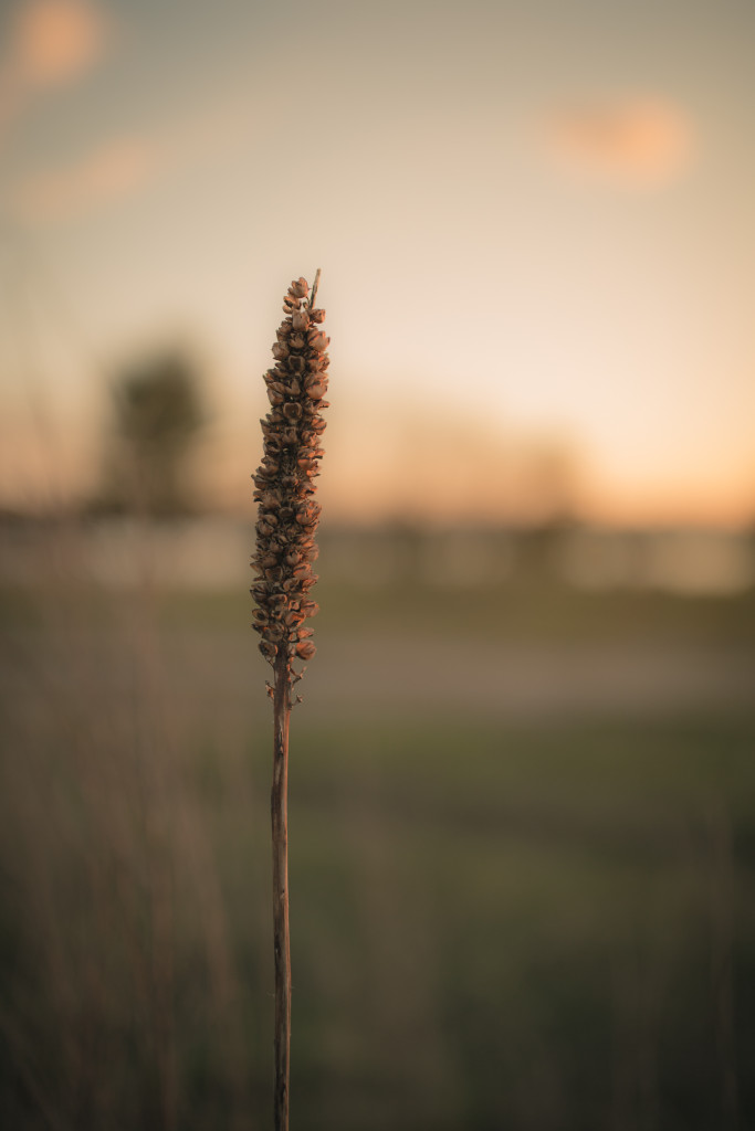 Shallow depth of field photograph of a single tall sprig of grass