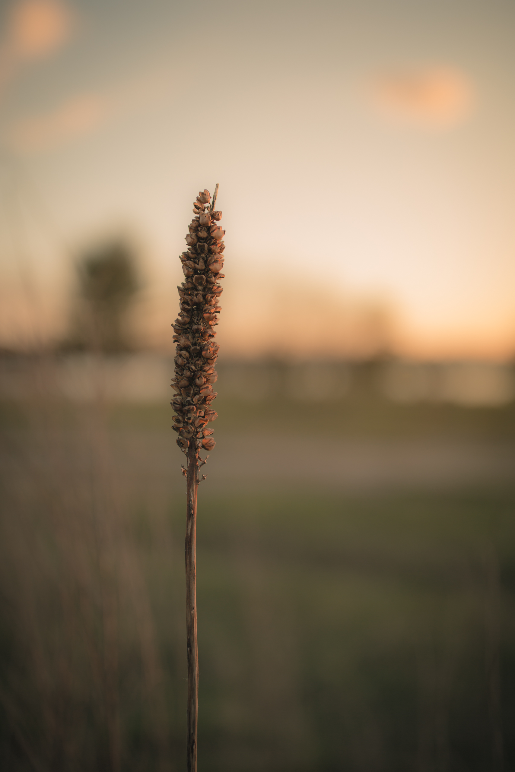 Shallow depth of field photograph of a single tall sprig of grass