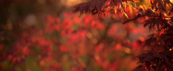 Shallow depth of field vertical orientation photograph of a blooming Japanese Maple at golden hour