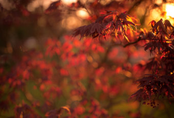 Shallow depth of field vertical orientation photograph of a blooming Japanese Maple at golden hour