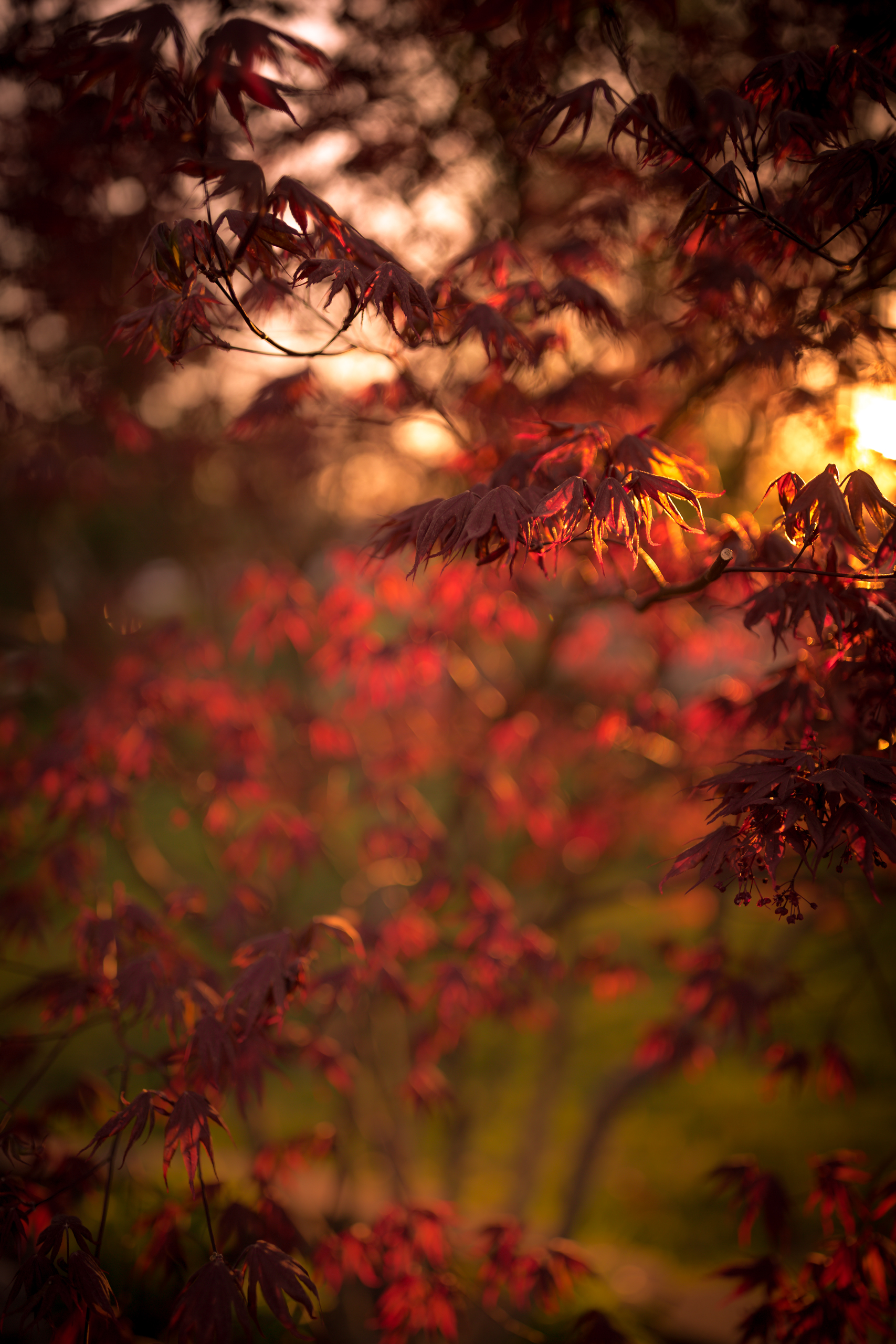 Shallow depth of field vertical orientation photograph of a blooming Japanese Maple at golden hour