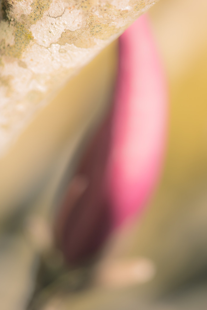 Out of focus high key photograph of a jane magnolia bud