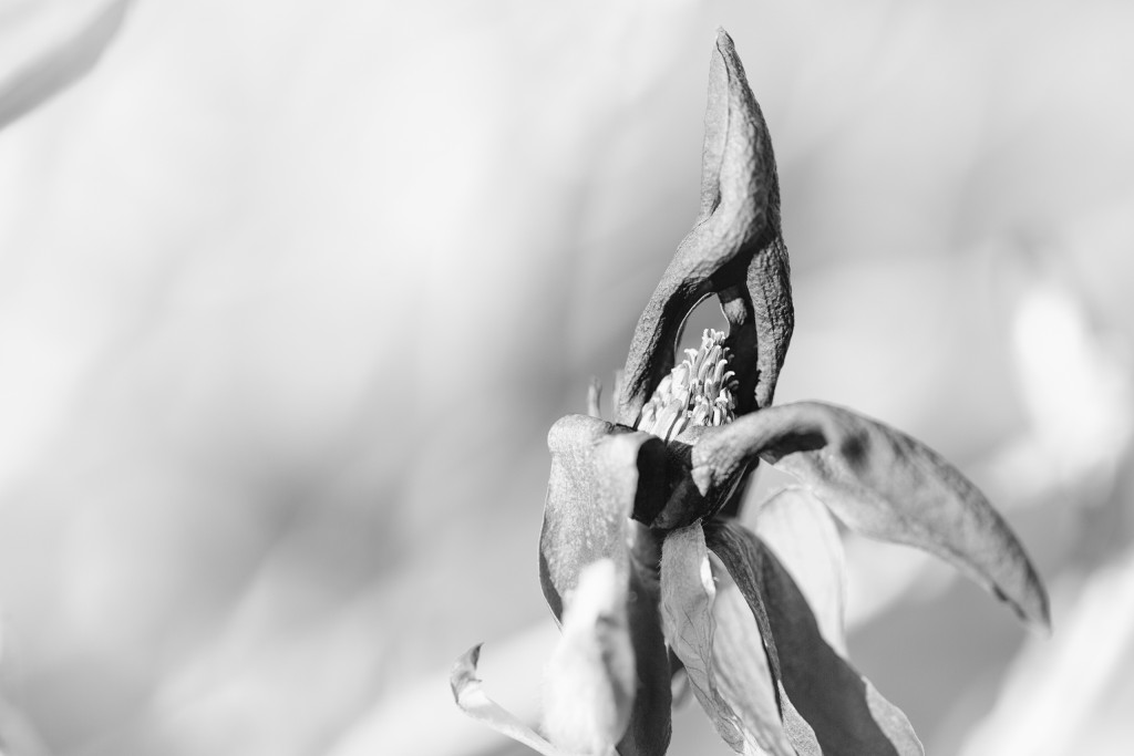 High key black and white macro photo of a dying jane magnolia blossom looking like a hooded wizard