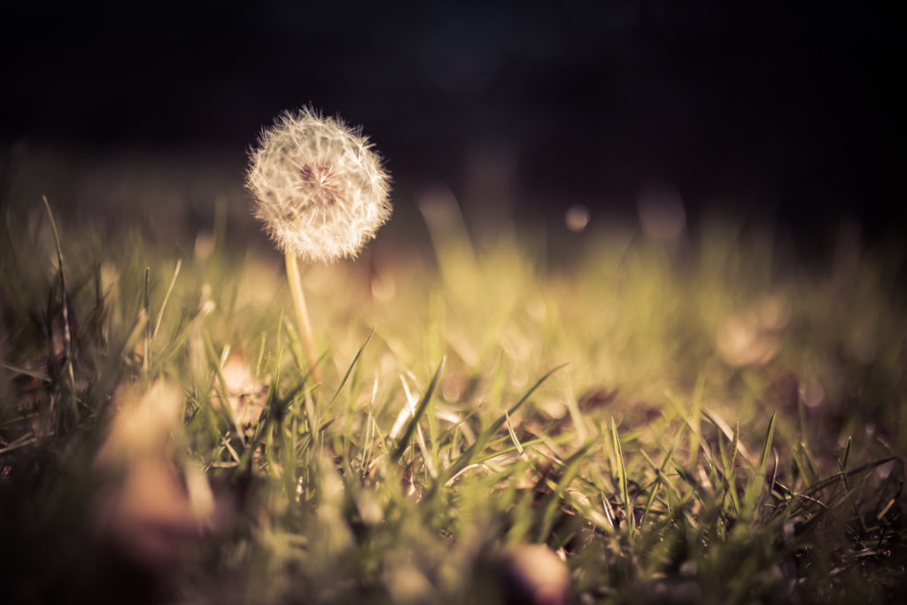 Low key shallow depth of field photograph of a lone dandelion seed head amid grass