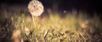 Low key shallow depth of field photograph of a lone dandelion seed head amid grass