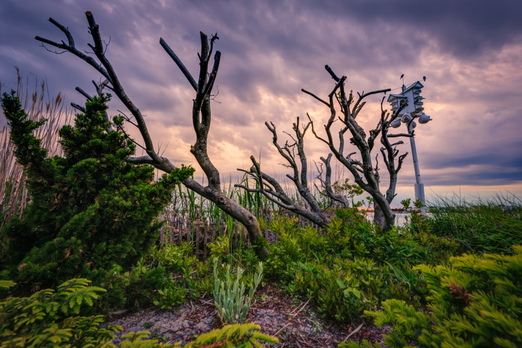 Wide angle photograph amid the bushes, plants, and shrubs of Ship Bottom Sunset Point.