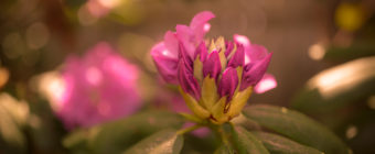 Shallow depth of field photograph of a blooming pink rhododendron bud.