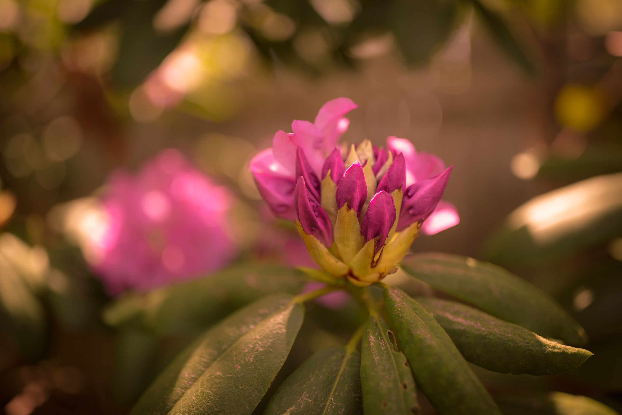 Shallow depth of field photograph of a blooming pink rhododendron bud.