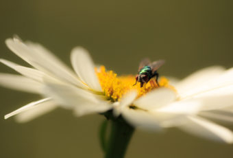 Macro photograph of a blue bottle fly pollinating a daisy blossom