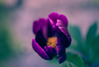 Shallow depth of field photograph of a single purple peony blossom.