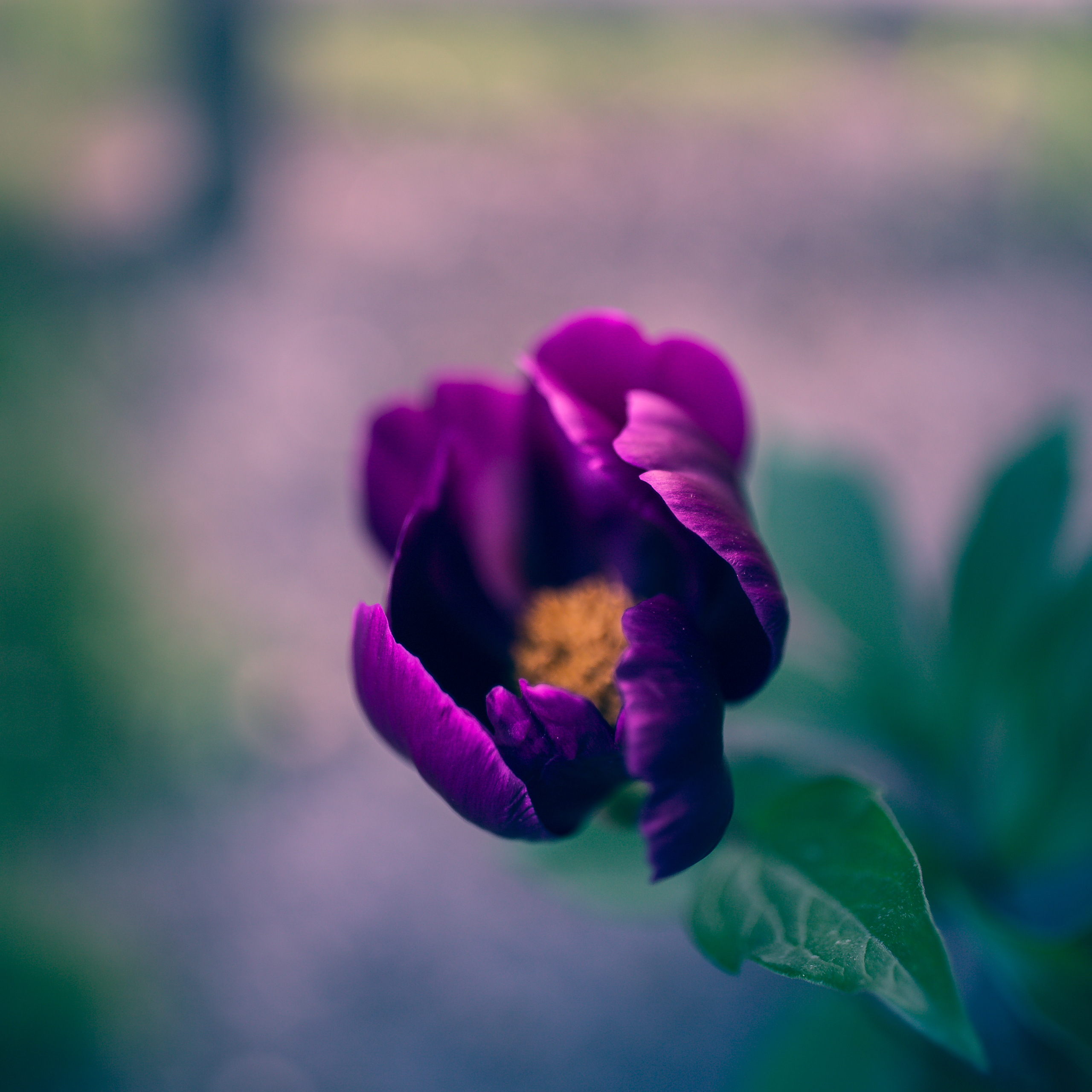 Shallow depth of field photograph of a single purple peony blossom.