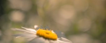 Square format photograph of a sunlit daisy blossom backed by smooth bokeh and soft focus.