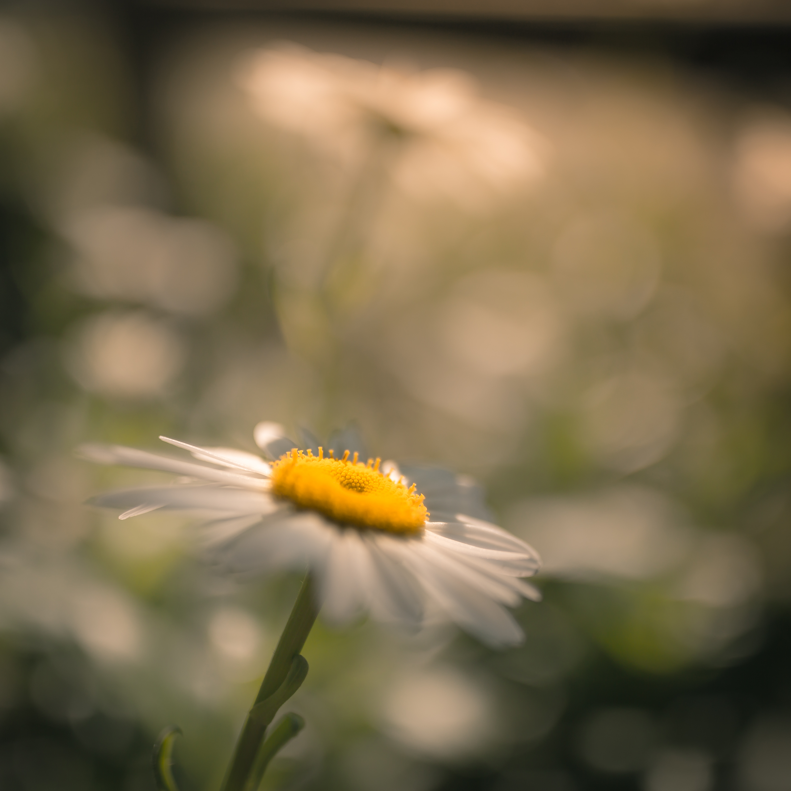 Square format photograph of a sunlit daisy blossom backed by smooth bokeh and soft focus.
