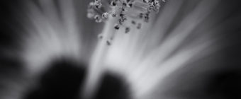 Low key black and white macro photograph of a hibiscus flower framed in vertical orientation.