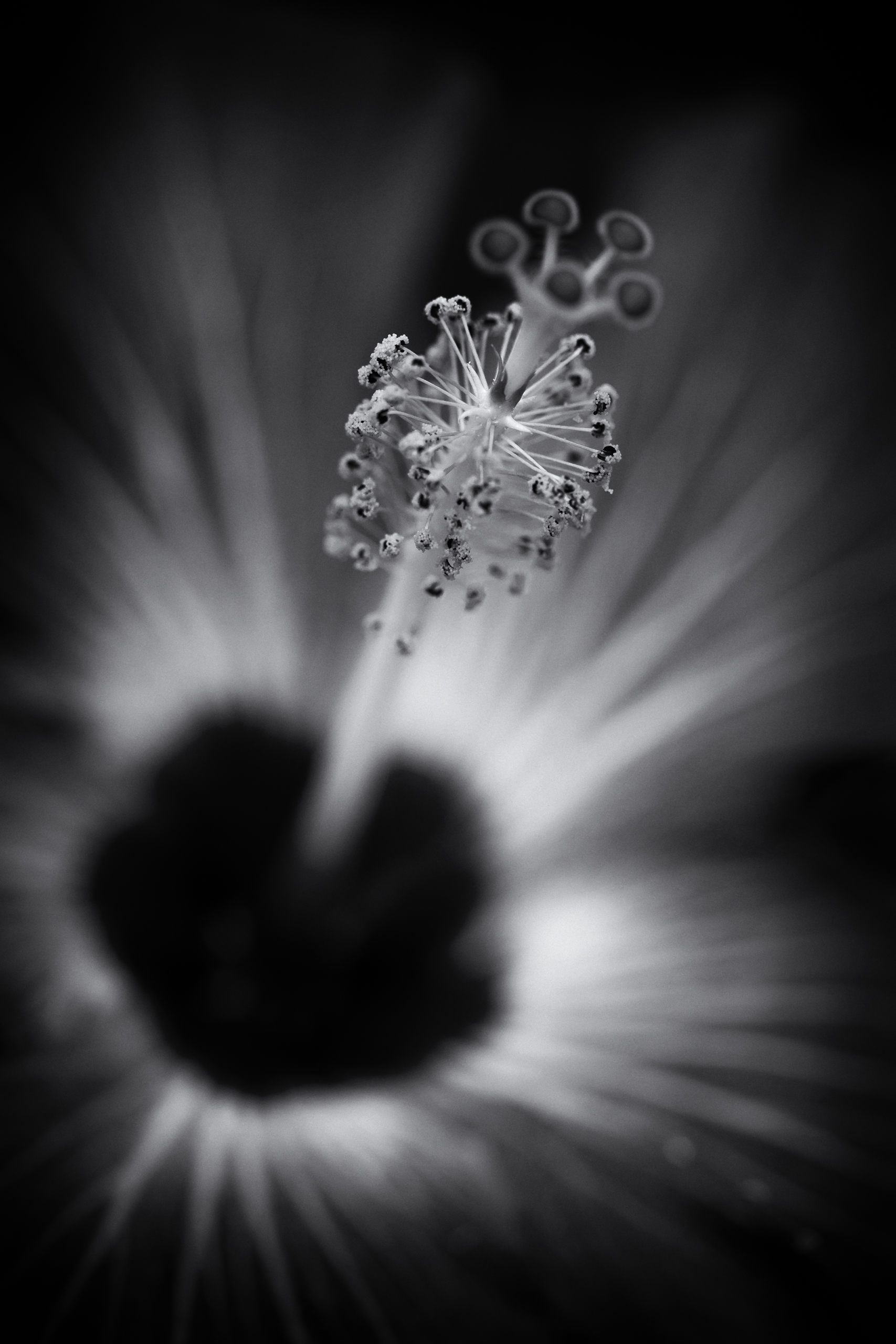 Low key black and white macro photograph of a hibiscus flower framed in vertical orientation.