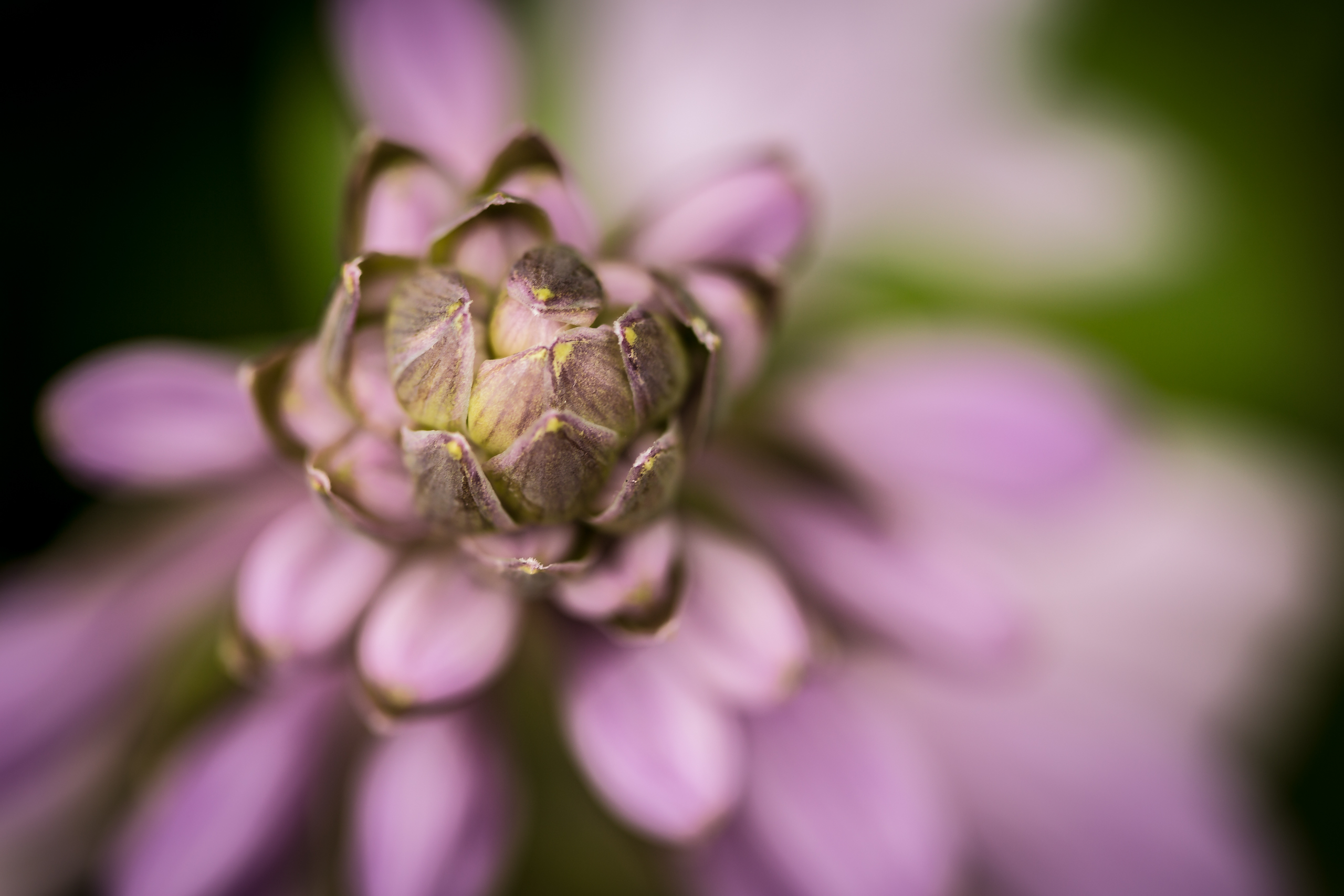 Macro photograph of a single hosta blossom and its petals fading into smooth bokeh.