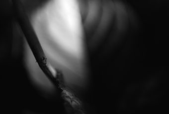 Square format black and white photo of hydrangea leaves in low key abstract noir.