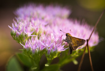 Macro photograph of silver-spotted skipper butterfly feeding on sedum.
