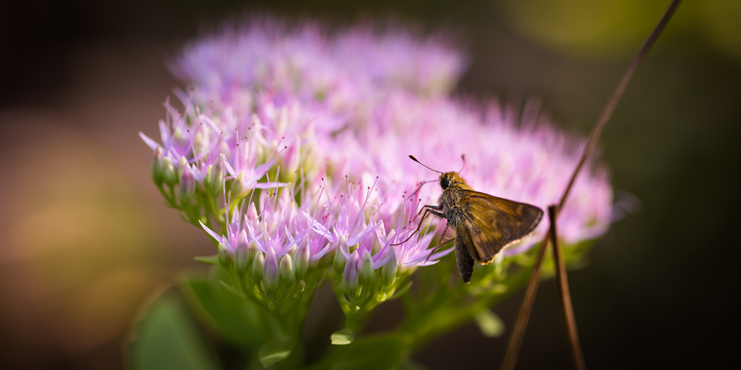 Macro photograph of silver-spotted skipper butterfly feeding on sedum.