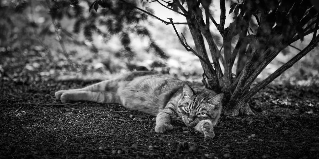 Black and white photograph of a tabby cat lounging outdoors.
