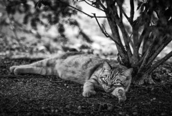 Black and white photograph of a tabby cat lounging outdoors.
