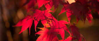 Golden hour photo of a Japanese Maple with autumn red leaves and smooth bokeh.