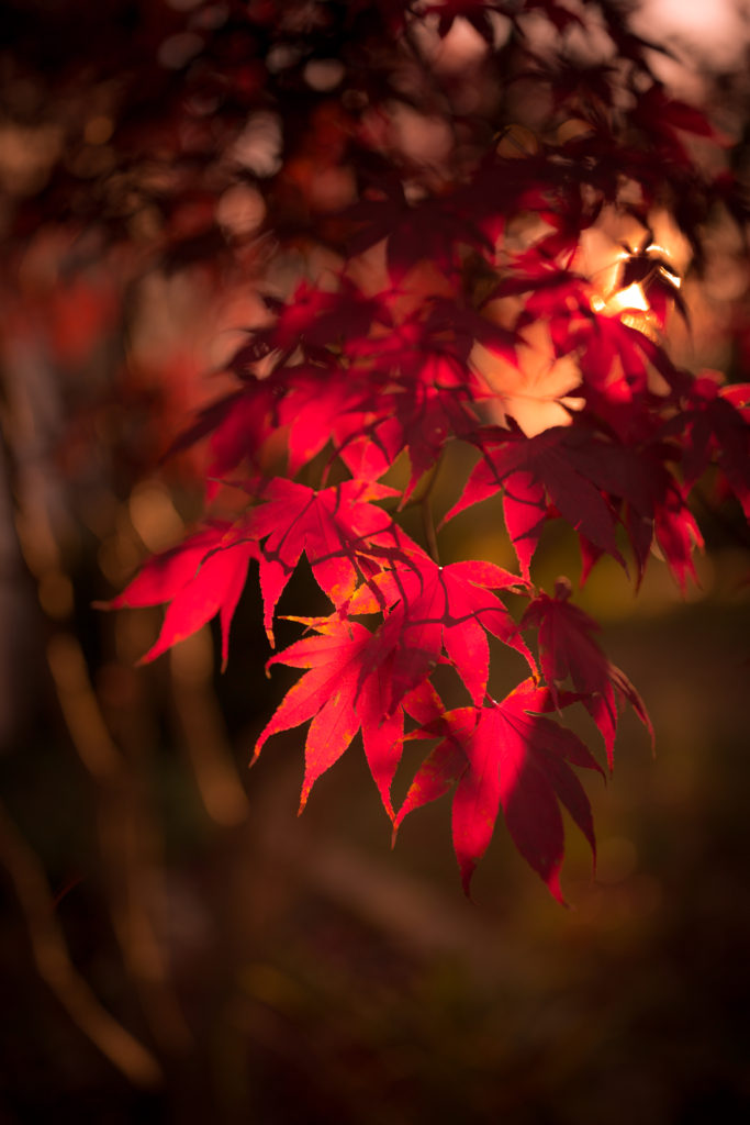 Golden hour photo of a Japanese Maple with autumn red leaves and smooth bokeh.