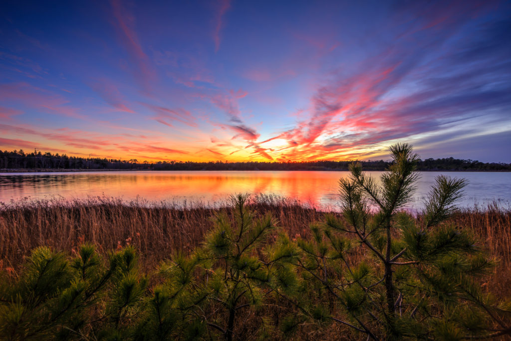 Sunset photo of deep colors, pine trees, grasses, and pond.