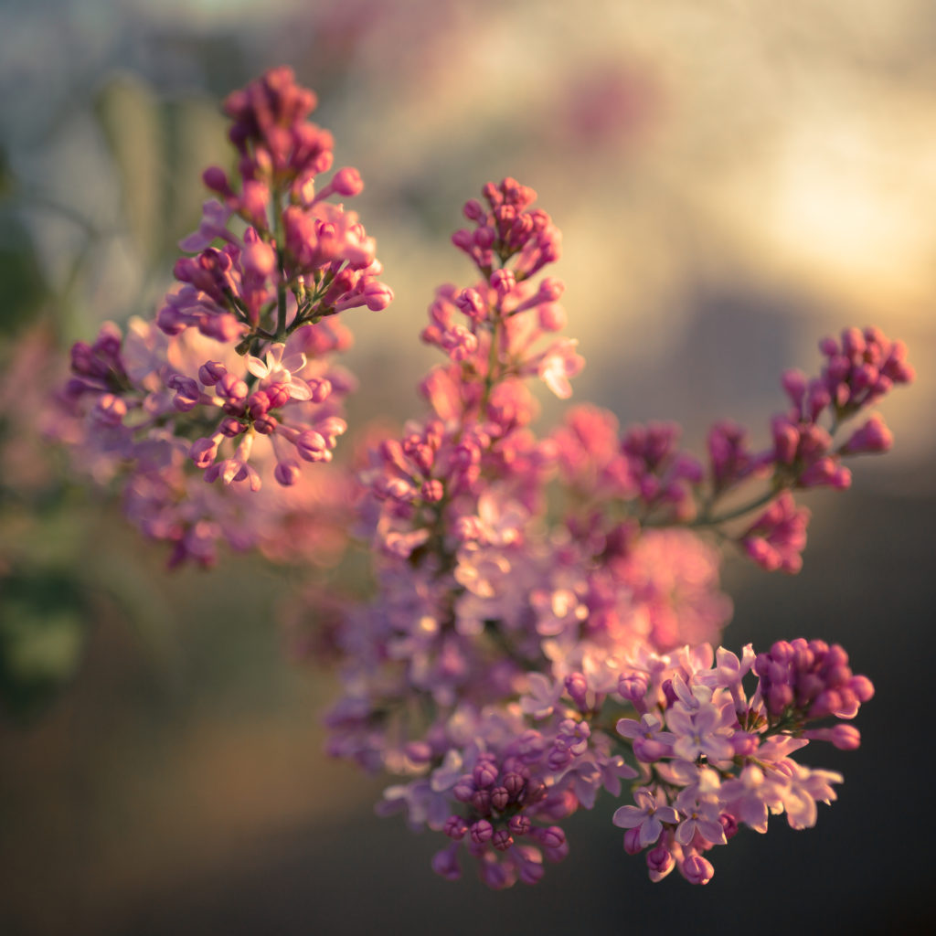 Lilac photo captured with soft focus in afternoon light.