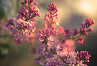 Lilac photo captured with soft focus in afternoon light.