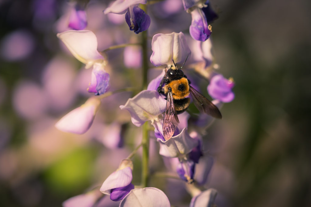 Macro photo of a carpenter bee collecting wisteria pollen. 