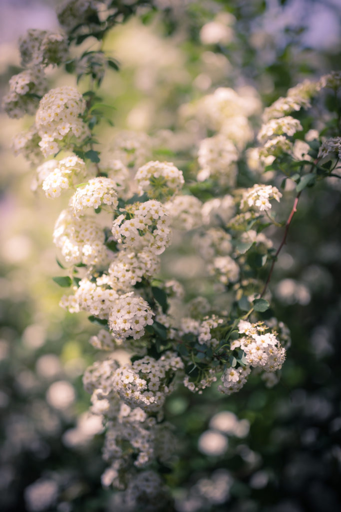 Spirea blossoms photo with smooth bokeh and soft focus.