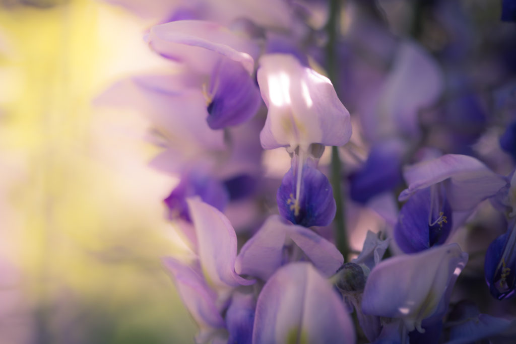 Wisteria blossom macro photo with soft focus and bokeh.