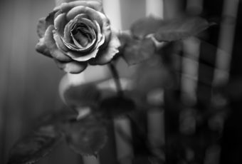 Rose blossom photo in low key black and white.