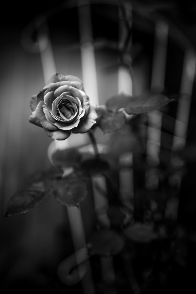 Rose blossom photo in low key black and white.