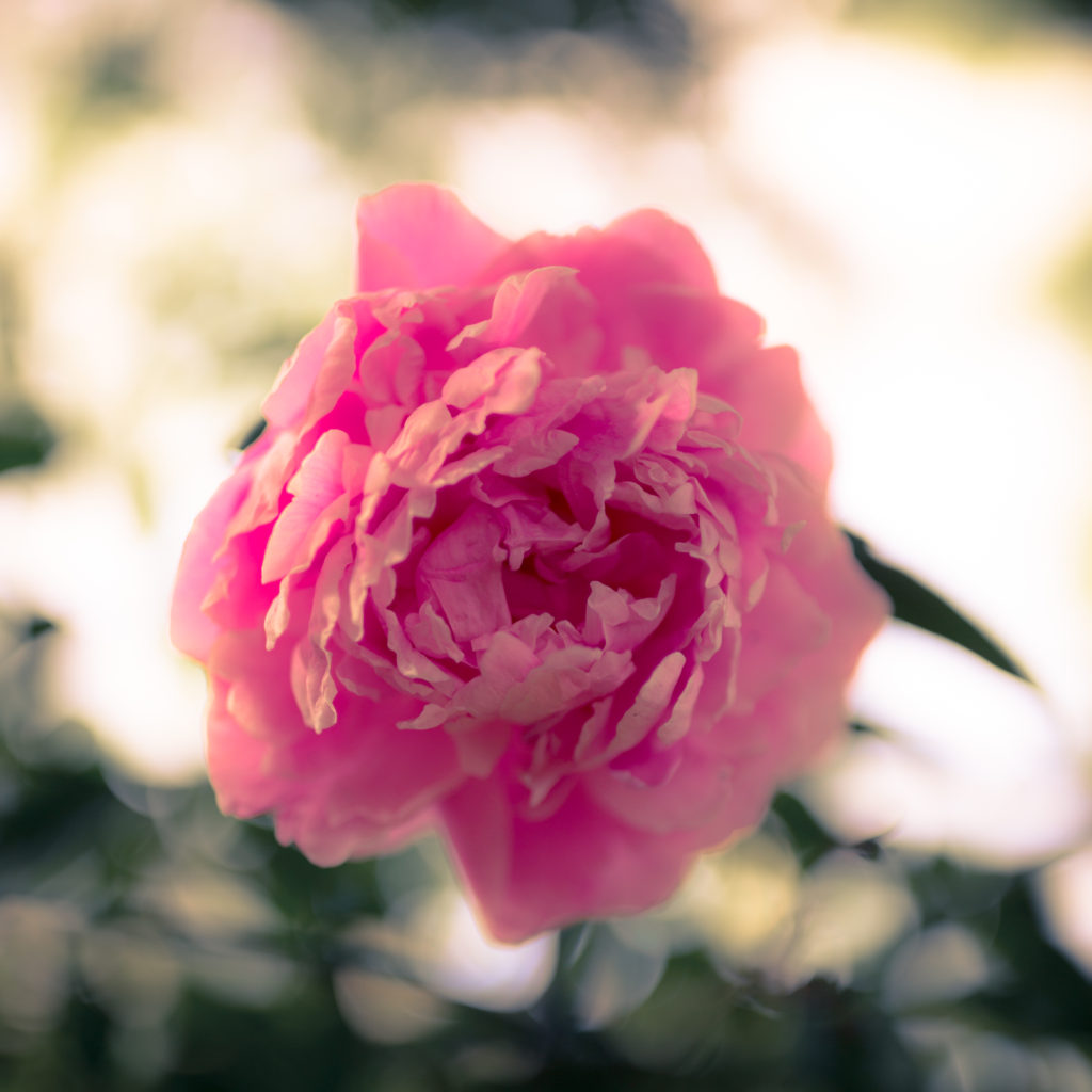 Square format pink peony blossom photo with bokeh.