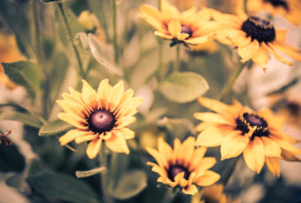 Shallow depth of field photo of autumn colors black-eyed susans.