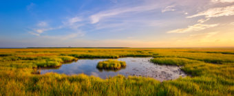 Golden hour landscape photo of a fresh green salt marsh.