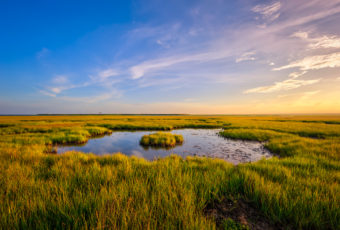 Golden hour landscape photo of a fresh green salt marsh.