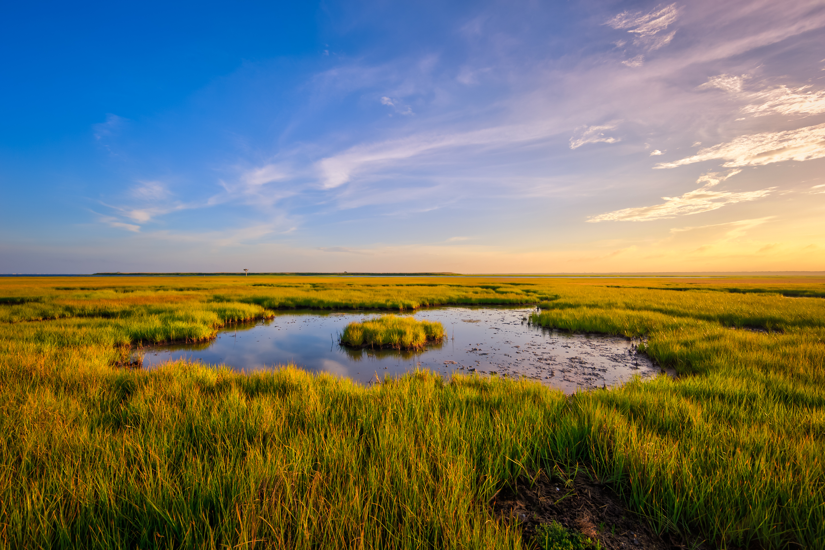 Golden hour landscape photo of a fresh green salt marsh.