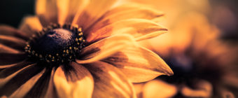 Black-eyed Susan macro photo with bokeh and shallow depth of field.