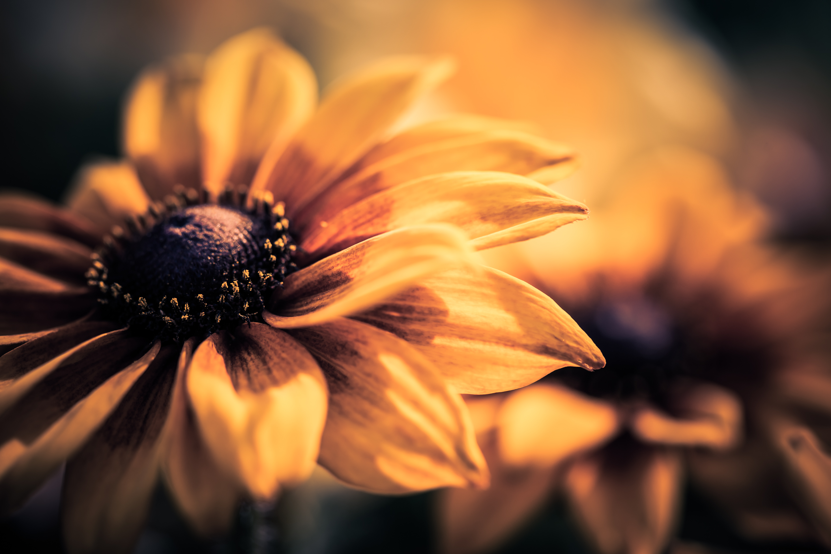 Black-eyed Susan macro photo with bokeh and shallow depth of field.