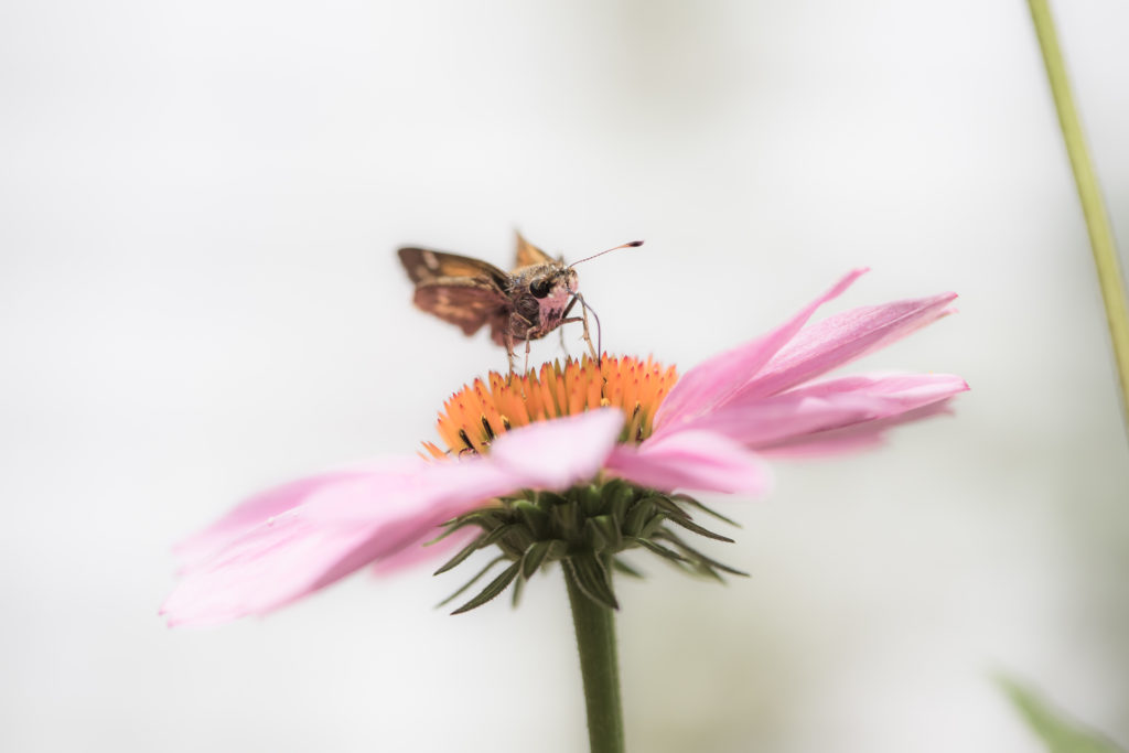 Macro photo of silver-spotted skipper feeding on purple coneflower nectar.