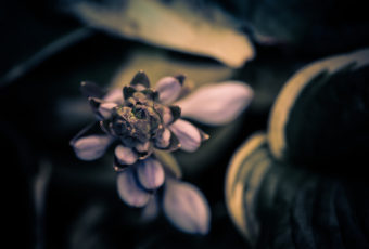 Hosta blossom macro photograph in low key.