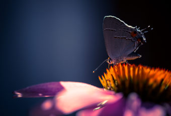 Macro photo of eastern tailed blue butterfly atop purple coneflower.
