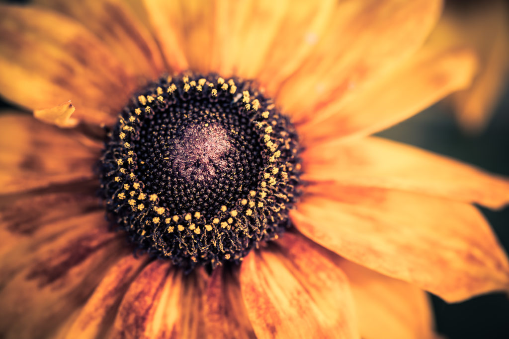 Black-eyed Susan macro photo top down perspective.